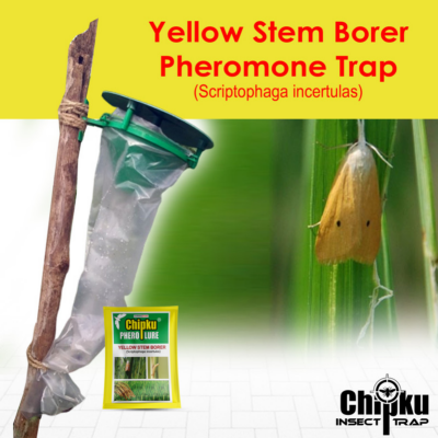 Chipku Pheromone Funnel Trap with YSB Lure (Combo Pack of 10)