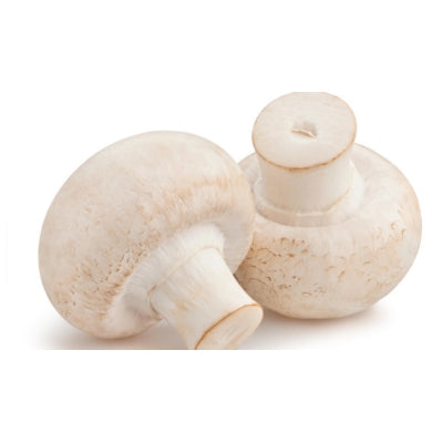 SporeKart Shroomness Premium Grain Spawn Button Mushroom (Seeds)