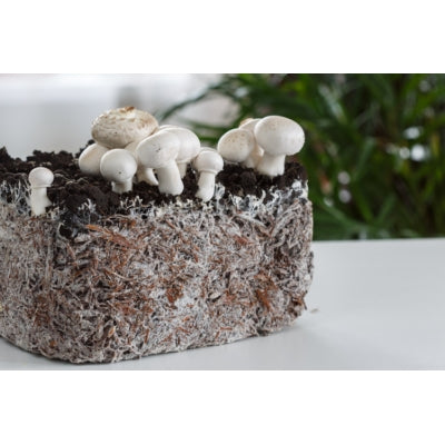 SporeKart Shroomness Premium Grain Spawn Button Mushroom (Seeds)