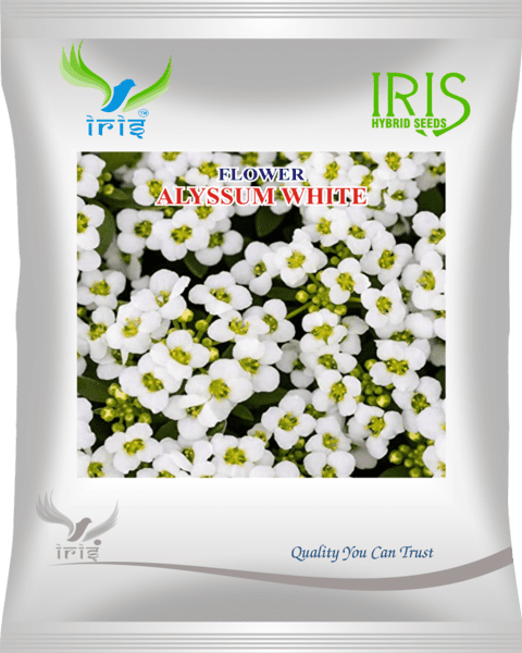 Iris Imported OP Alyssum White 300+ Seeds