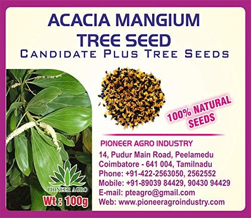Acacia Mangium Tree Seed
