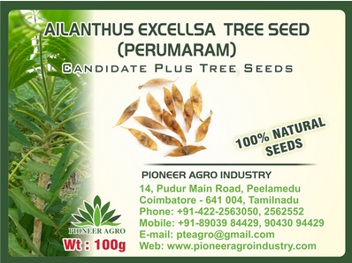 Ailanthus Excellsa / Mahanimb Tree Seed 100 grams