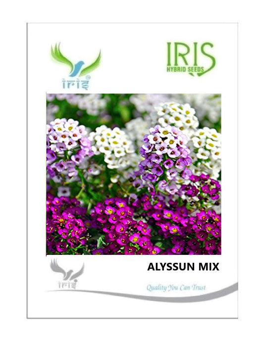 Iris Imported Alyssum Mix 160 Seeds