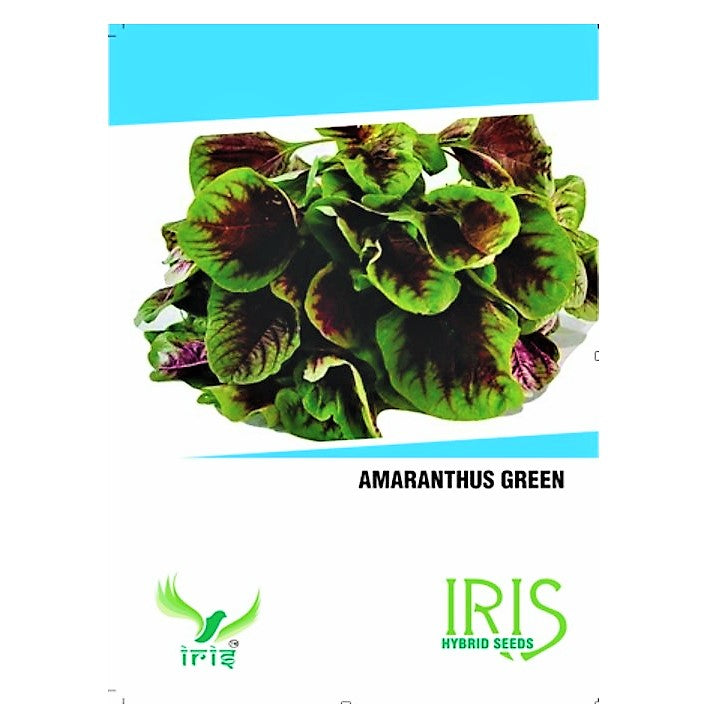 Iris Imported Amaranthus / Rajgiri Green