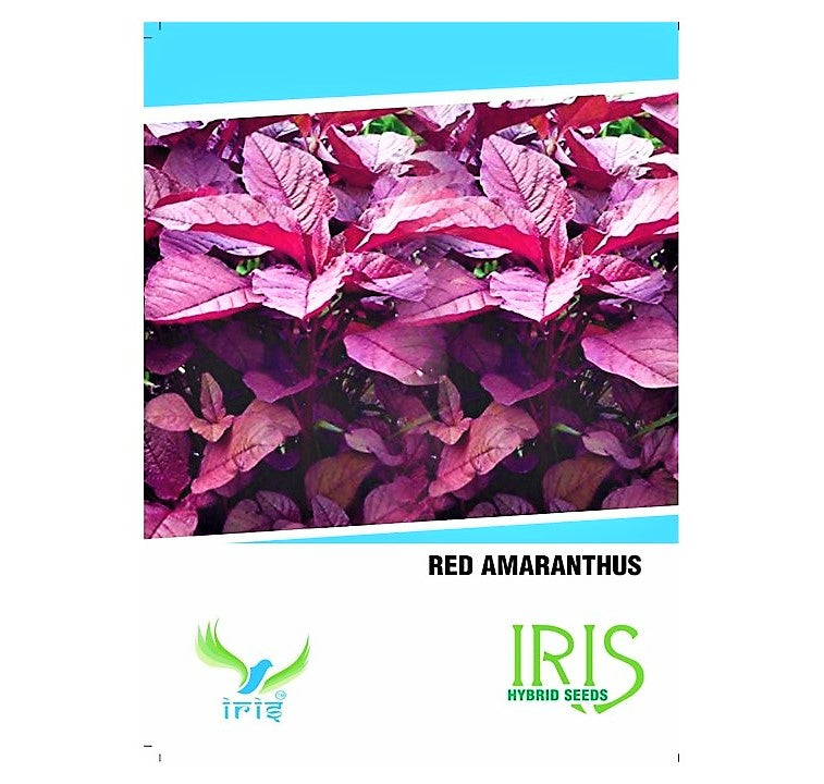 Iris Imported Amaranthus / Rajgiri Red