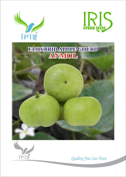 Apple Gourd / Tinda Iris F1 Anmol