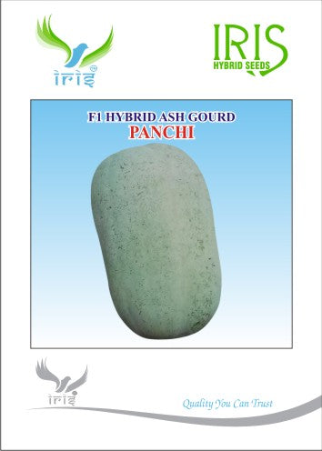 Ash Gourd F1 Iris Panchi