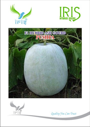 Ash Gourd F1 Iris Pushpa