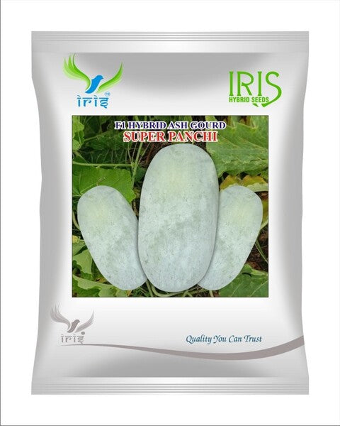 Ash Gourd F1 Iris Super Panchi