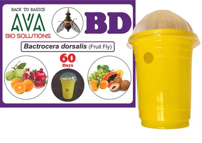 Ava Combo Pack of Glass Pheromone Trap + BD Lure