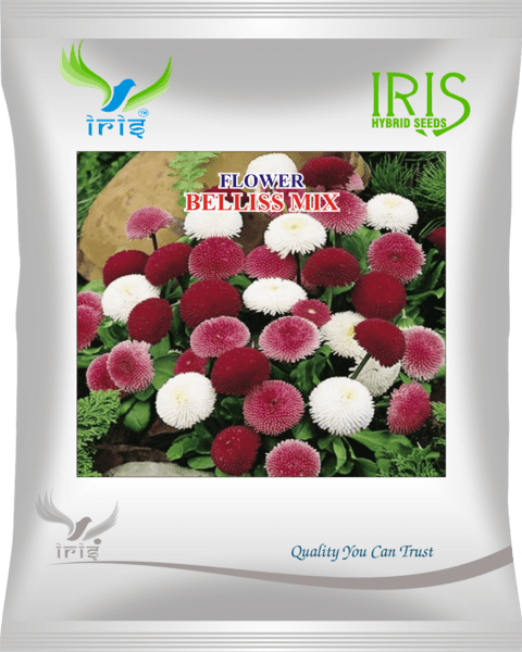 Iris Imported OP Bellis Mix 300+ Seeds