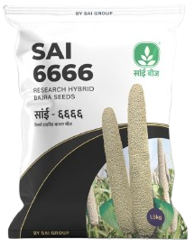 PearlMillet / Bajra Sai-6666