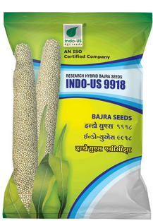 PearlMillet / Bajra Indo US 9918