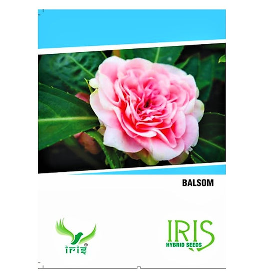 Iris F1 Balsam15 Seeds