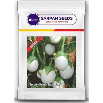 Brinjal Sarpan Snowball