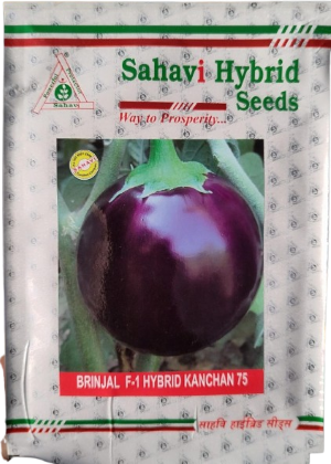 Brinjal F1 Kanchan 75 - 10 grams