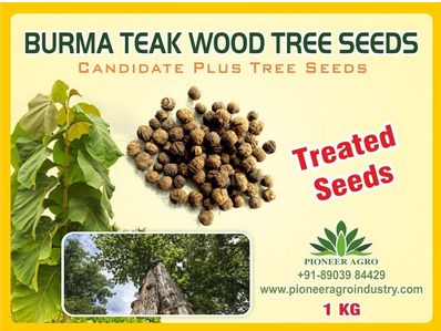 Burma Teak Wood Treated Tree Seed