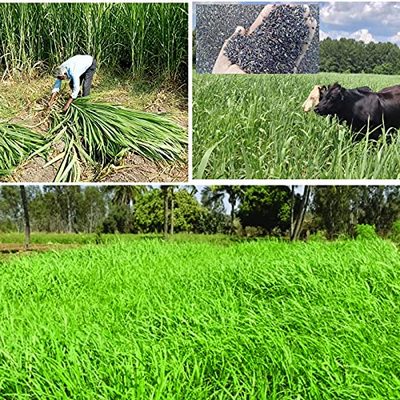 Fodder COFS 31 Multicut Perennial Sorghum Jowar Grass Seeds