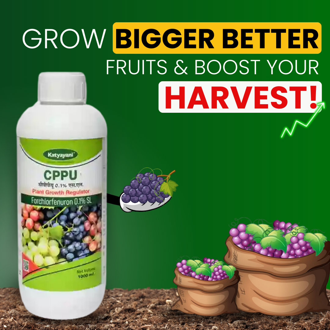 Katyayani CPPU - Forchlorfenuron 0.1%