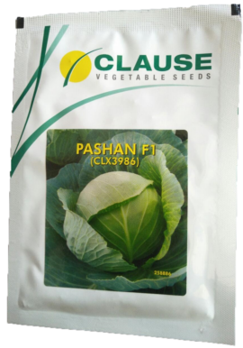Cabbage / Patta Gobi Pashan