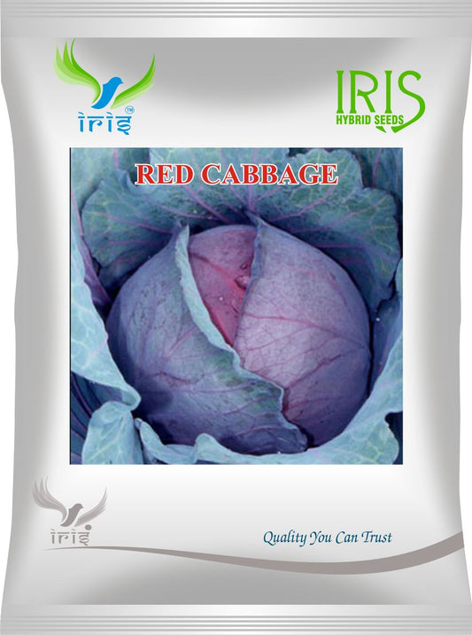 Iris Red Cabbage / Patta Gobi 10 grams
