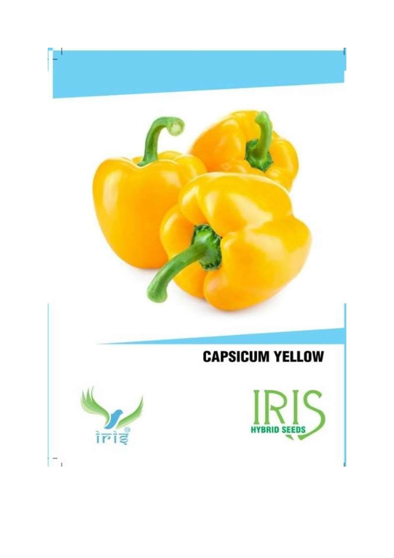 Iris Imported Yellow Capsicum