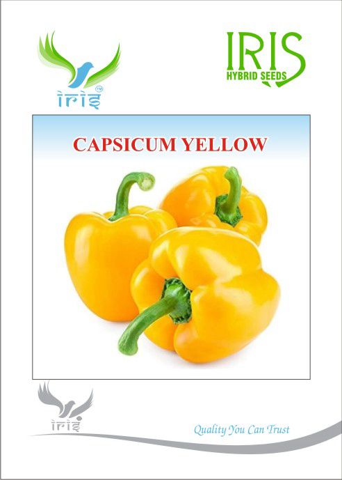 Iris Imported Yellow Capsicum - 10 grams