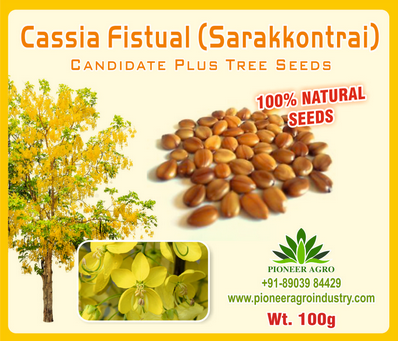 Cassia Fistual / Amaltas Tree Seed