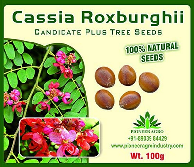 Cassia Roxburghii / Red Amaltas Tree Seed