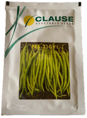 Chilli / Hot Pepper PES-310