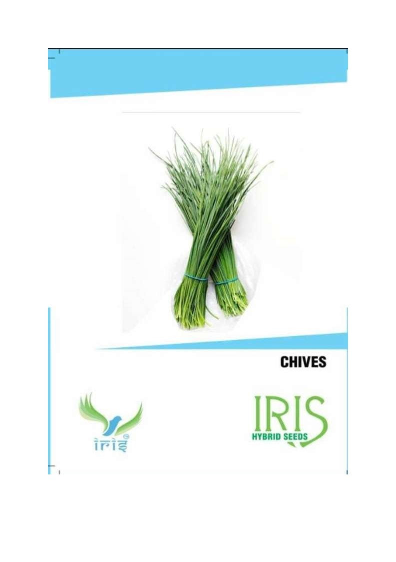 Iris Imported Chives