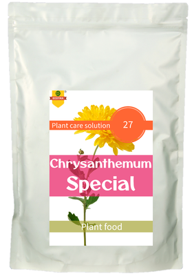 Chrysanthemum Special