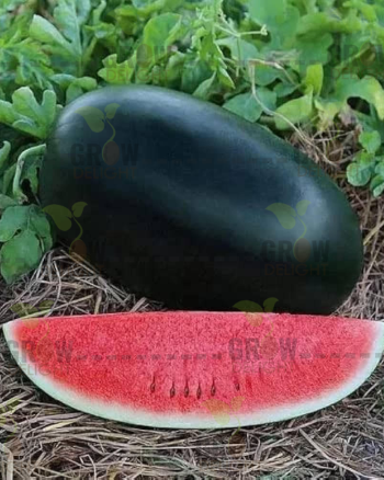 Watermelon F1 Cool-55