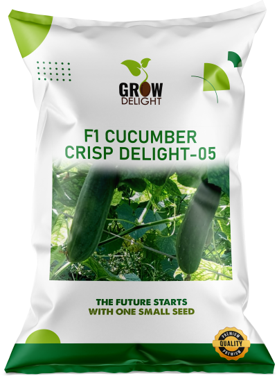 Cucumber / Kakri F1 Crisp Delight-05
