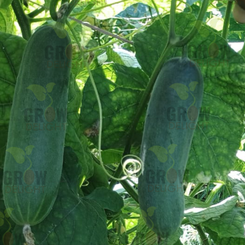 Cucumber / Kakri F1 Crisp Delight-05