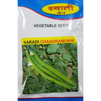 Cucumber Chandramukhi