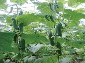 Cucumber NS 9 (KUK)