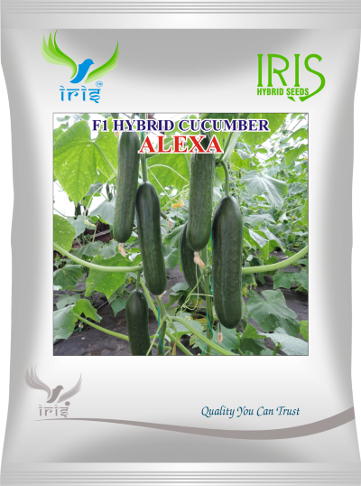 Cucumber / Kakri F1 Iris Alexa 20 grams