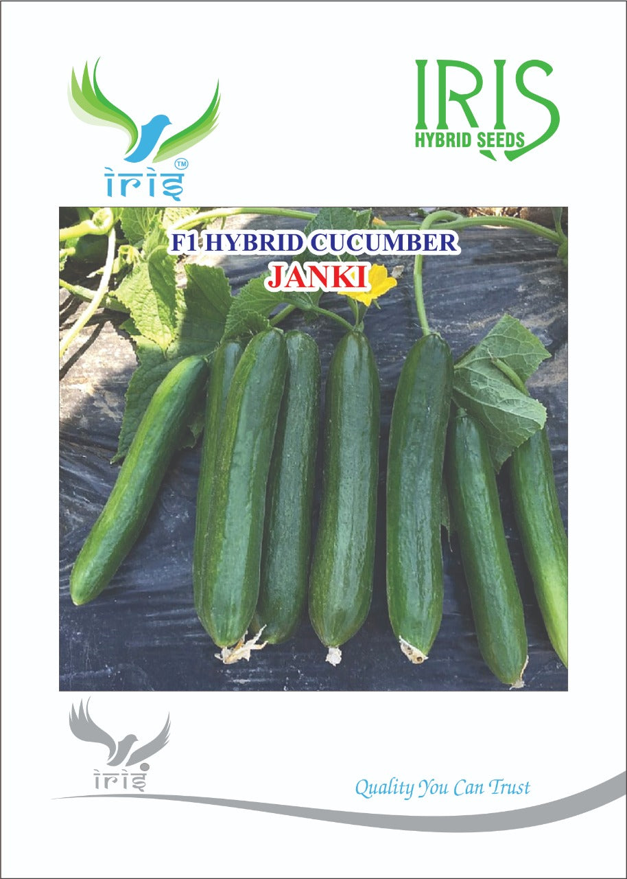 Cucumber / Kakri F1 Iris Janki (Beit Alpha Type)