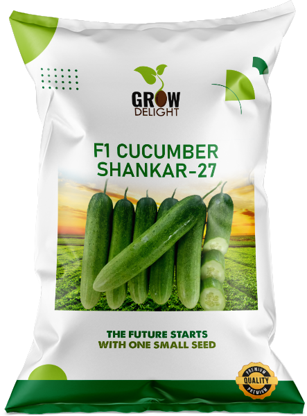 Cucumber / Kakri F1 Shankar-27