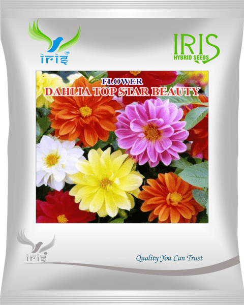 Iris Imported OP Dahlia Top Star Mix 300+ Seeds