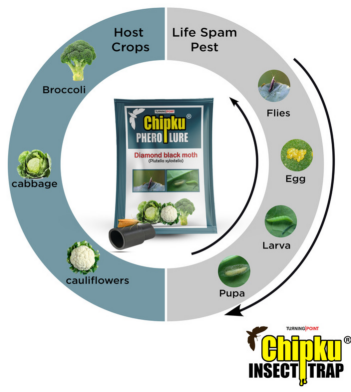 Chipku Diamond Black Moth Lure