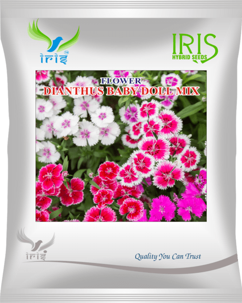 Iris Imported OP Dianthus Baby Doll Mix 300+ Seeds