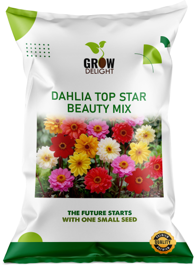 Grow Delight Imported Dahlia Top Star Beauty Mix - 200 seeds