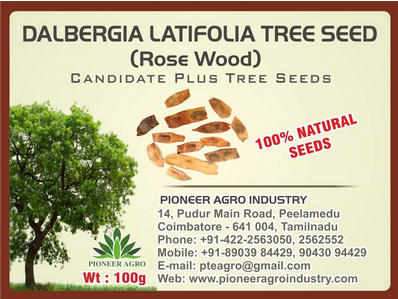 Dalbergia Latifolia / Kala-shisham Tree Seed