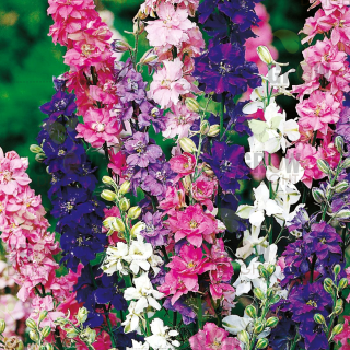 Grow Delight Imported Delphinium Larkspur