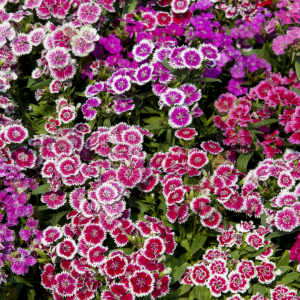 Grow Delight Imported Dianthus Baby Doll Mix