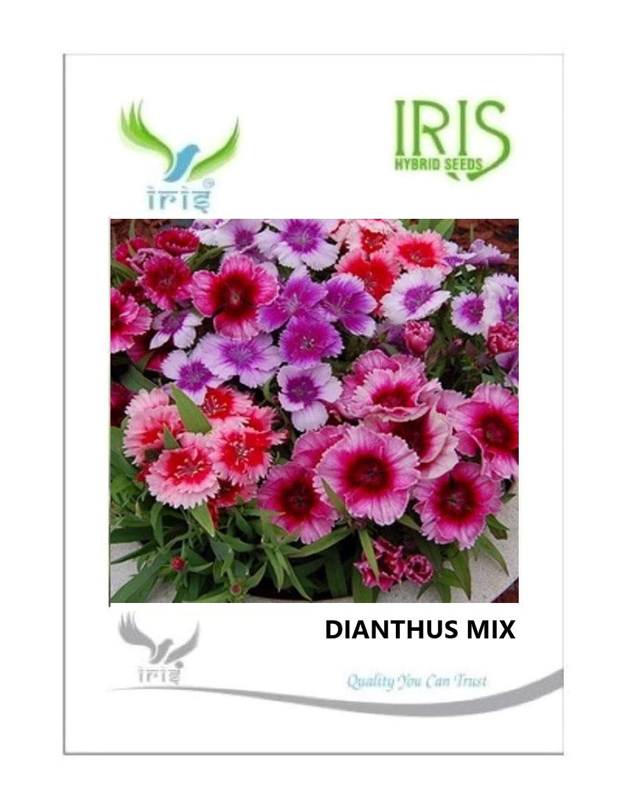 Iris Imported Dianthus Mix