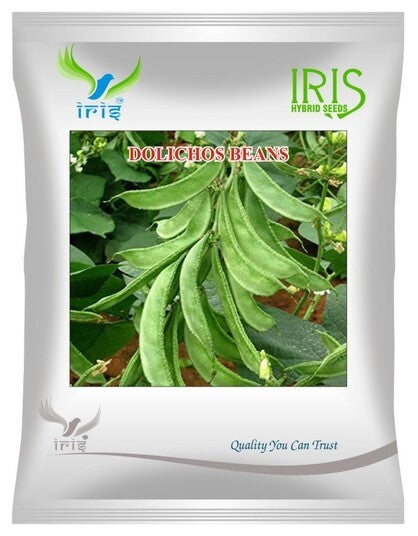 Iris OP Dolichos Beans (Sem Phalli)