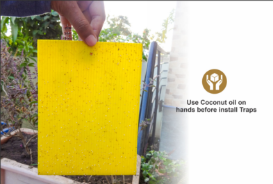 ECO Sticky Trap pack of 25 pieces